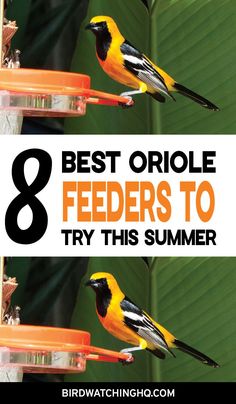 two yellow and black birds on feeders with text overlay that reads 8 best oriole feeders to try this summer