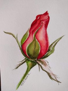 Rosebud Drawing, Flower Art Watercolor, Takken Decor, Art Painting Watercolor, Painting Pencil, Rooster Art, Getting A Tattoo, Cool Pencil Drawings, Diy Watercolor Painting