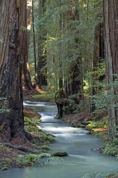 a stream running through a forest filled with trees and rocks in the middle of it