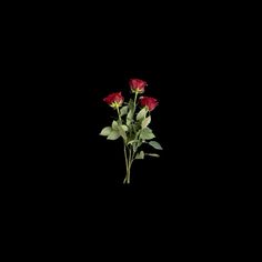 three red roses with green leaves on a black background