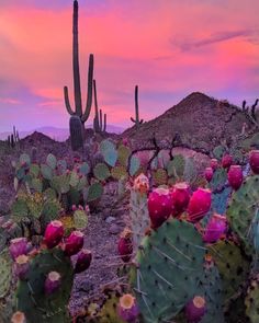 cactus plants in the desert at sunset with pink sky and clouds behind them, as seen from an overlook point