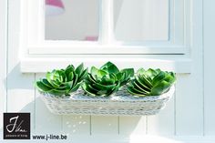 some green plants in a white basket by a window