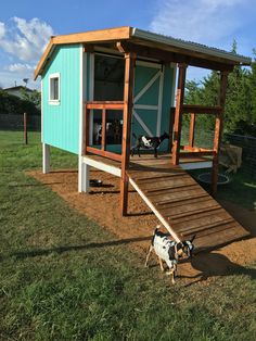 a small blue and white shed with a goat in the yard