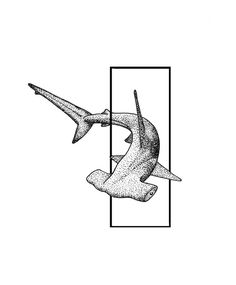 an ink drawing of a shark in a rectangle