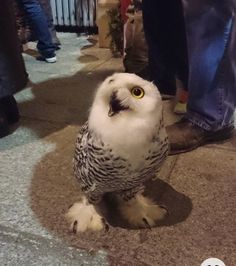 an owl is sitting on the ground with its eyes open and people standing around it