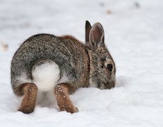 a rabbit is sitting in the snow with its head on it's hind legs