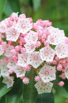 pink and white flowers with green leaves in the background