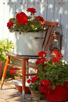 red flowers are growing in buckets next to a white wall and an old chair