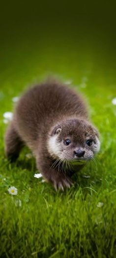 an animal that is standing in the grass and looking at the camera with one eye open