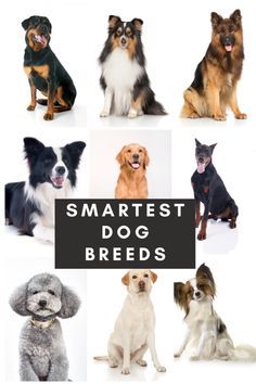 a group of dogs sitting next to each other with the words smart dog breeds above them