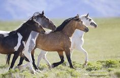 three horses are running in the field together, one is white and brown while the other is black