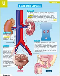 the anatomy of the human body and its major organs, including the livers, lungs,