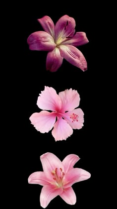 three pink flowers on a black background