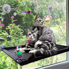 two cats sitting on top of a window sill in front of a flower garden