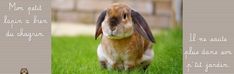 a brown and white rabbit sitting in the grass