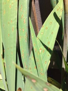 closeup of green leaves with brown spots on them