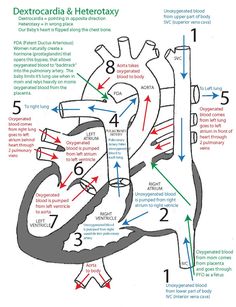 diagram of the heart and its major functions, labeled in green text on a white background