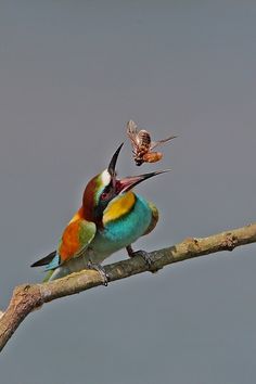 two colorful birds sitting on top of a tree branch with a bug in its mouth