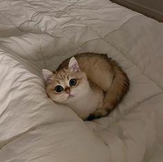 an orange and white cat laying on top of a bed covered in sheets with eyes wide open