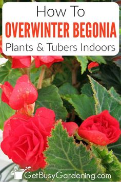 red flowers with text overlay how to overwinter begnia plants and tubes indoors