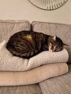 a cat is sleeping on top of a blanket on a couch in front of a mirror