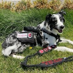 a black and white dog laying in the grass with its leash on it's side