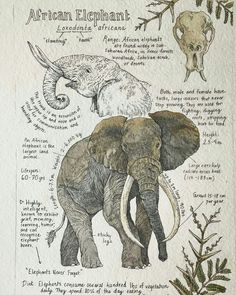 an elephant is shown in this diagram with other animals and plants on it's side