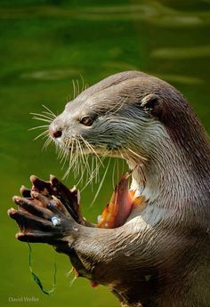 an otter with its mouth open holding something in it's hands