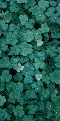 green clovers with water droplets on them in the rain, close up view from above