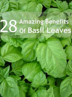 28 Amazing Benefits Of Basil Leaves For Skin, Hair And Health Holy Basil Benefits, Benefits Of Basil, Freezing Lemons, Remedies For Skin, Basil Tea, Tomato Nutrition, Hair Nutrition, Quick Energy, Matcha Benefits