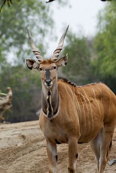 an antelope is standing in the dirt near some trees and rocks, looking at the camera