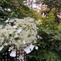 the white flowers are blooming on the tree in the garden, and it looks like they're coming out of the bush