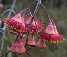 red flowers with yellow stamens hanging from a branch