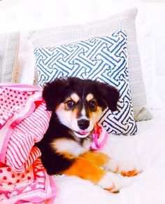 a small dog laying on top of a bed next to pillows and blankets with pink bows