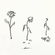 an ink drawing of three flowers on a white background