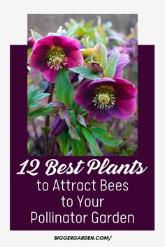 Check out these 12 flowers that attract honey bees to your garden. By planting these pollinator favorites, you can support local bee populations and enjoy a vibrant, buzzing garden. Pollinator Flowers, Bee Attracting Flowers, Plants To Attract Bees, Easy Indoor Plants, Bee Friendly Plants, Lenten Rose, Mediterranean Plants, Most Popular Flowers, Eco Friendly Garden