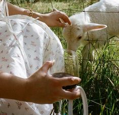 a woman is feeding a baby goat from her hand