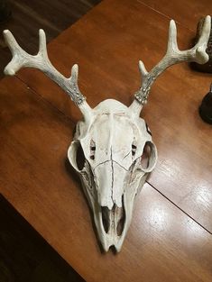 an animal skull with antlers on a wooden table