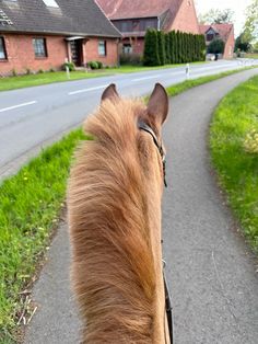 the back end of a horse's head as it walks down a country road