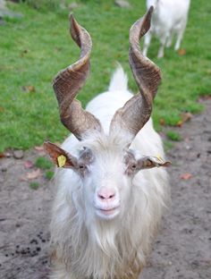 a goat with long horns standing in the dirt