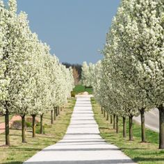 an empty road lined with trees on both sides and one lane leading to the other