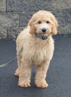 a brown dog standing on top of a street next to a brick wall and green leash