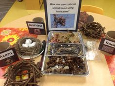 birds nests are displayed on the table for kids to learn how to make them