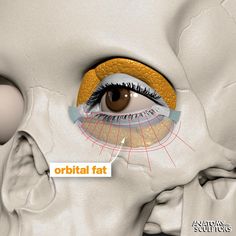 an image of the anatomy of the eye and part of the human face with labels on it