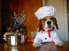 a dog wearing a chef's outfit sitting on a table next to a pot