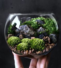 a hand holding a glass bowl filled with moss and rocks