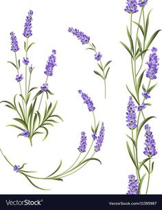 lavender flowers are shown in three stages of blooming