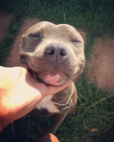 a close up of a person holding a dog's face in front of the camera