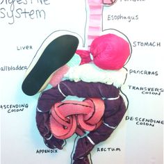 an image of a diagram of the human body with labels on it that describe different parts of the body