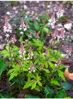 small pink and white flowers growing in the dirt